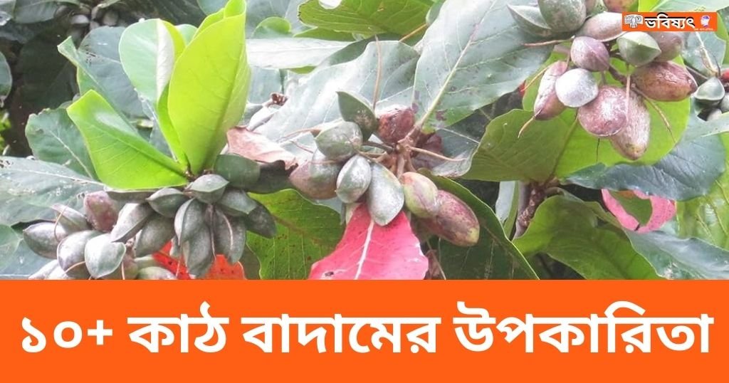 ১০+ কাঠ বাদামের উপকারিতা