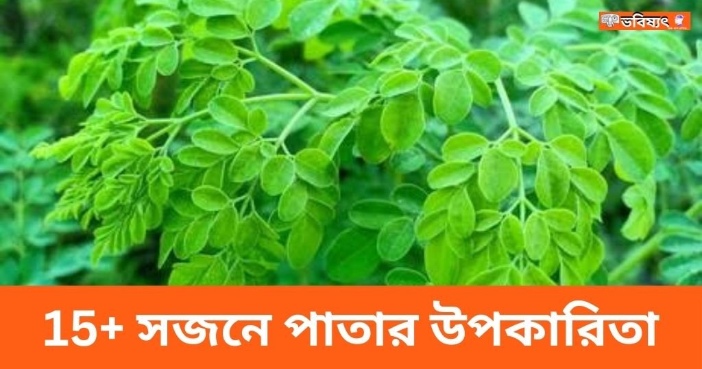 15+ সজনে পাতার উপকারিতা