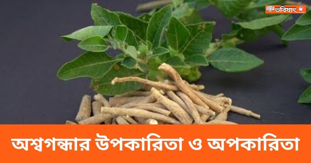 15+ অশ্বগন্ধার উপকারিতা ও অপকারিতা